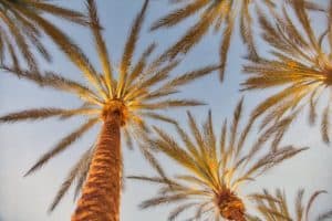 palm trees