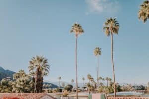 palm trees with blue sky